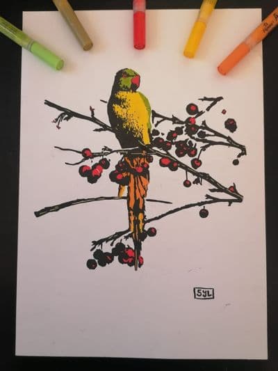 Perruche à collier
